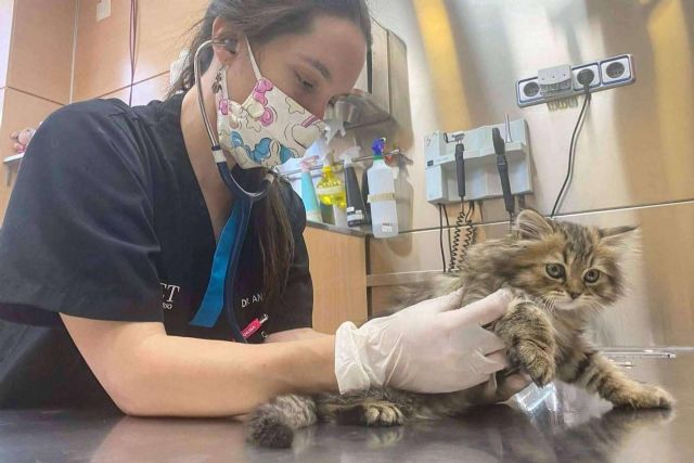 Los consejos del Hospital Veterinario El Bosque para prevenir el síndrome del gato paracaidista - 1, Foto 1