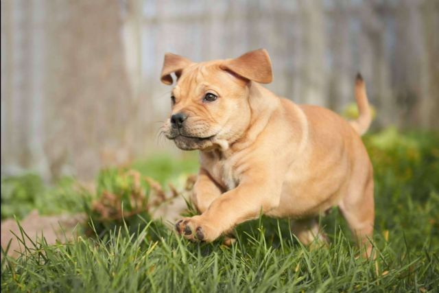 Servicio de monta para diferentes razas de cachorros nacionales, con Cachorros del Valle - 1, Foto 1