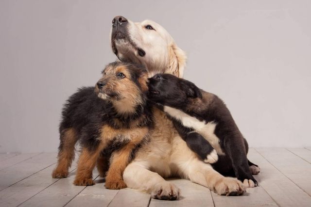 Cachorros Del Valle, el criadero profesional que garantiza el máximo cuidado de sus mascotas - 1, Foto 1