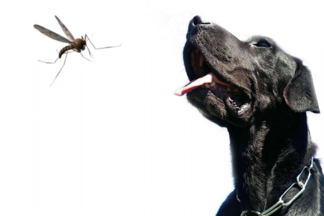 Asociación Española Perros de Apoyo sobre la leishmaniosis; el contagio, su tratamiento y cómo prevenirla - 1, Foto 1