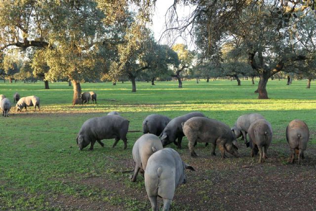 Cerdo ibérico de cebo de campo, ¿qué es exactamente? - 1, Foto 1
