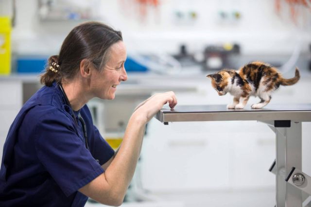 Razones de la fiebre en los gatos - 1, Foto 1