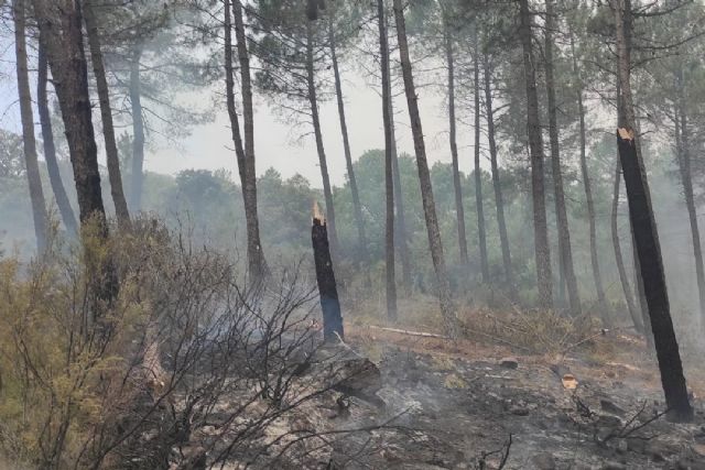 El MITECO pone en marcha la restauración forestal de emergencia en la zona afectada por el incendio de la Sierra de la Culebra - 1, Foto 1