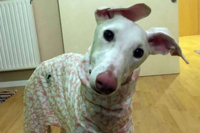 Lucas & Lola dispone de un amplio catálogo de ropa para mascotas - 1, Foto 1