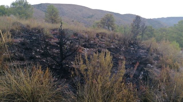 Conatos de incendios forestales en Jumilla y Yecla - 1, Foto 1
