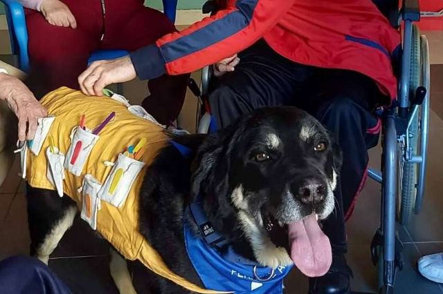 Terapias asistidas con perros de la Asociación Española de Perros de Apoyo son ideales para tratar la discapacidad intelectual - 1, Foto 1