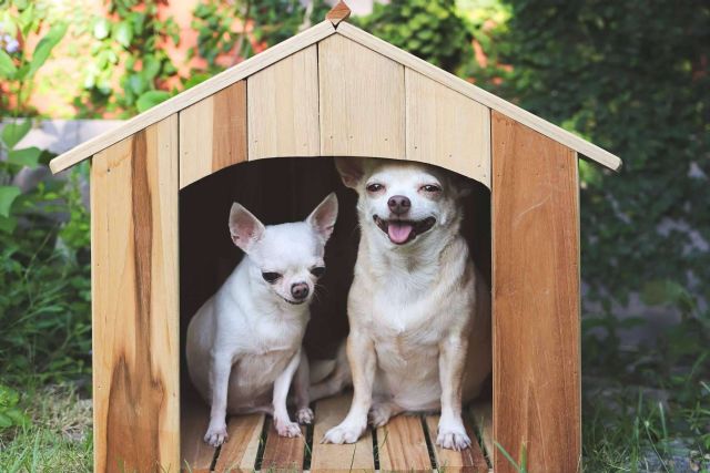 Algunas de las características sobre los chihuahuas, por Cachorros del Valle - 1, Foto 1