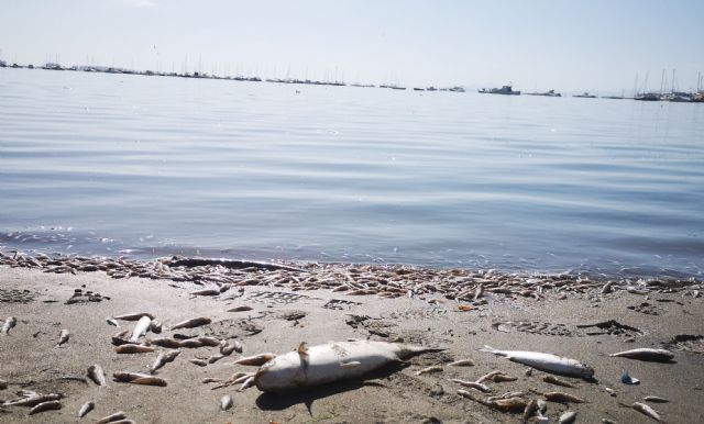 Ciudadanos apoyará el Bruselas la propuesta para destacar la responsabilidad del Gobierno de López Miras en el ecocidio del Mar Menor - 1, Foto 1