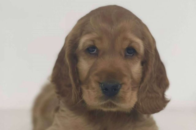 Los colaboradores de La Central Del Cachorro son evaluados para garantizar el buen cuidado de los perros - 1, Foto 1