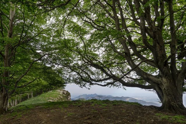 Transición Ecológica lanza a información pública un paquete de medidas para mejorar la planificación y gestión de los bosques - 1, Foto 1