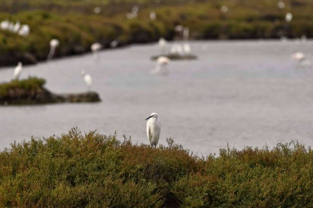 Una de las sales más sostenibles es la sal marina ecológica - 1, Foto 1