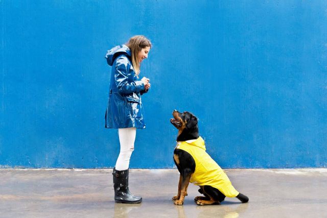 El certificado psicotécnico para tener animales peligrosos en Madrid, por Centro Médico Attendit - 1, Foto 1