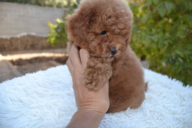 Cómo es la raza caniche toy, de la mano de Gallumar - 1, Foto 1