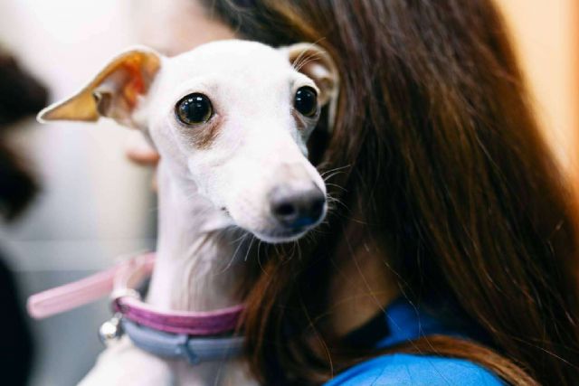 Los avances en las prótesis en animales, de la mano del Hospital Veterinario El Bosque - 1, Foto 1