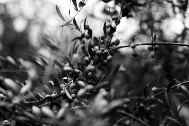 Beneficios del AOVE para la salud, por Aceites La Matilla - 1, Foto 1