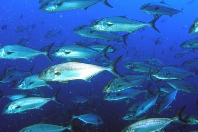 El Ministerio de Agricultura, Pesca y Alimentación destina 3,5 millones de euros para modernizar los equipamientos de la Red de Reservas Marinas de Interés Pesquero - 1, Foto 1