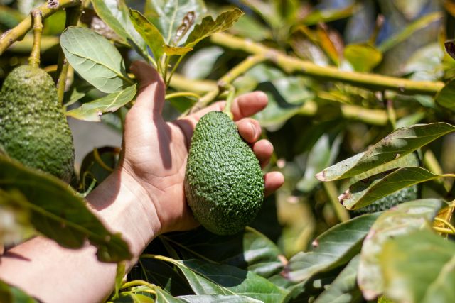 La tienda online en la que comprar aguacates sostenibles de Castellón directos del campo - 1, Foto 1