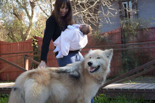 De los mitos y leyendas a las realidades, Wolfdog o Perro Lobo Americano - 1, Foto 1