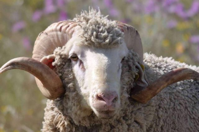 ¿Qué hace tan especial a las ovejas de raza Merina? - 1, Foto 1