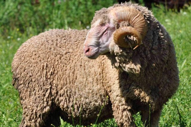 ¿Por qué es tan singular la lana de oveja Merina? - 1, Foto 1