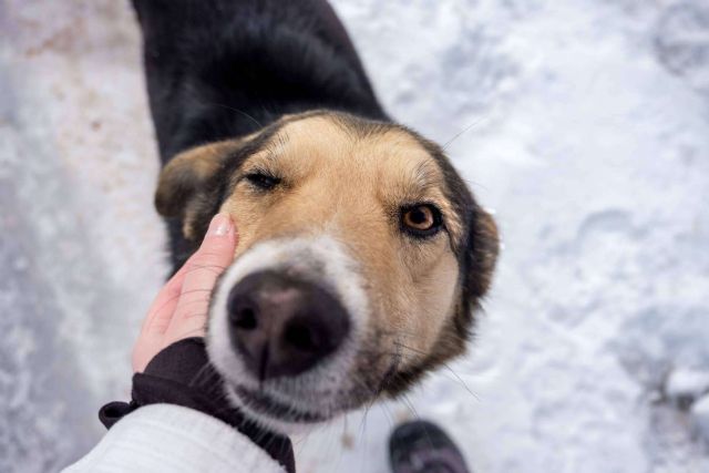 LovePets sobre los cuidados que requieren los perros de cara el invierno - 1, Foto 1