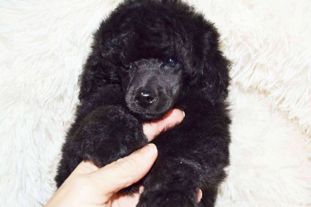 Salud, higiene y peluquería de los cachorros caniche toy, por Gallumar - 1, Foto 1