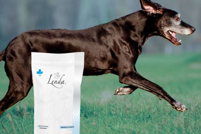 Lenda VET Nature mejora la salud articular canina - 1, Foto 1
