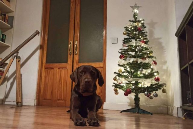 ¿Por qué es importante el bienestar animal durante las navidades?, por la Asociación Española de Perros de Apoyo - 1, Foto 1