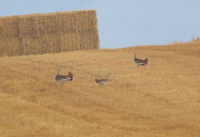 La Asociación Ecologista La Avutarda Dientes de Sable y Viridi realizarán un proyecto piloto para beneficio de las aves esteparias y su hábitat en Cedillo del Condado y Torrejón de Velasco - 1, Foto 1