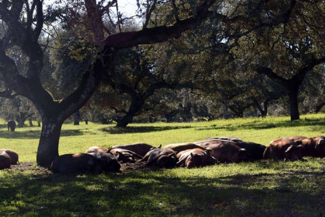 Jamón ecológico, calidad en manos de Don Ibérico - 1, Foto 1