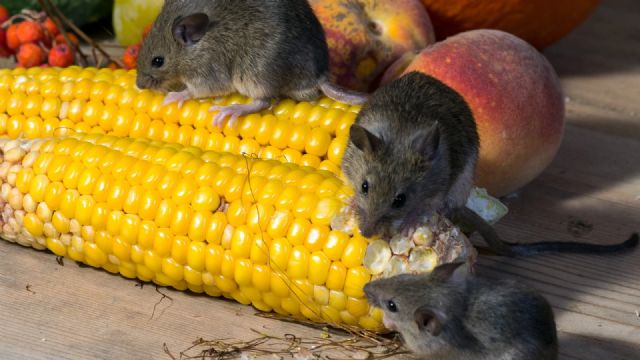 Rentokil Initial: Pesadilla antes de Navidad, las plagas que no descansan durante el invierno - 1, Foto 1