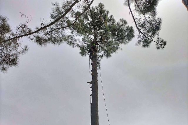 Servicio completo de poda y tala. Talas de Árboles ofrece todo el cuidado de un árbol, desde que nace hasta que muere - 1, Foto 1