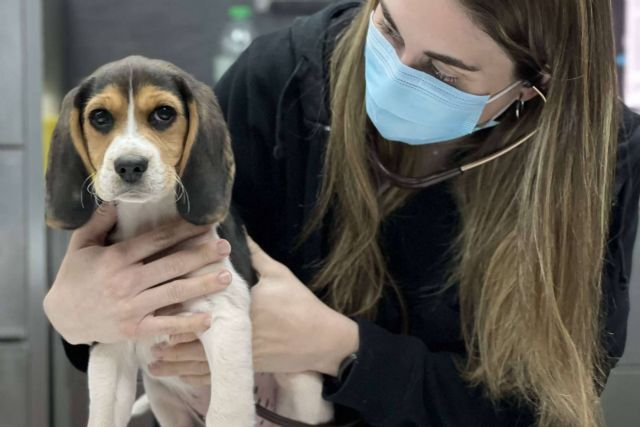 Pack cachorro, un servicio del Hospital Veterinario El Bosque para asegurar el bienestar de los animales - 1, Foto 1