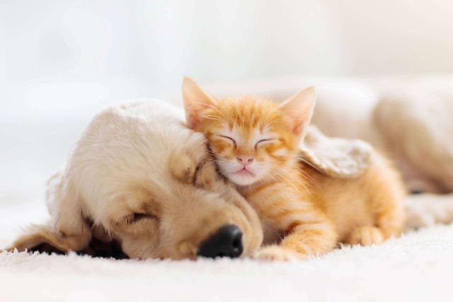 ¿En qué consiste el Derecho Animal? - 1, Foto 1