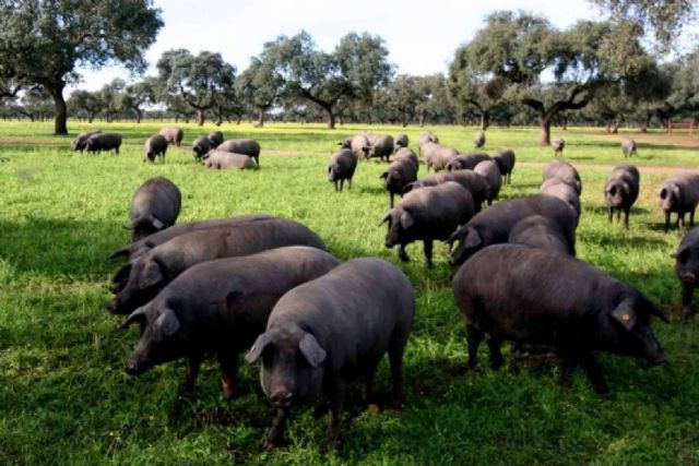 El motivo del alto precio del jamón de bellota, por País de Quercus - 1, Foto 1