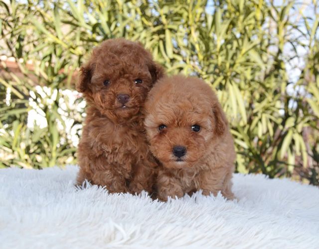 30 años de experiencia en la cría exclusiva de Caniche Toy, Shih Tzu y Pomerania, Gallumar - 1, Foto 1