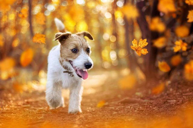 Adiestramiento para cachorros de la mano de Cachorros del Valle - 1, Foto 1