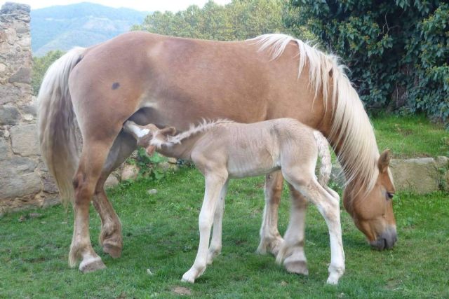 La leche de yegua es beneficiosa para el bienestar de las personas, por eQuaid Research - 1, Foto 1