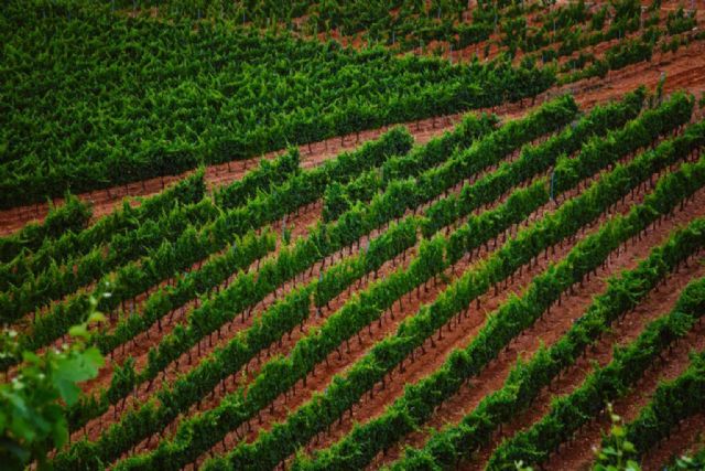 Agencia de comunicación en el mundo del vino - 1, Foto 1