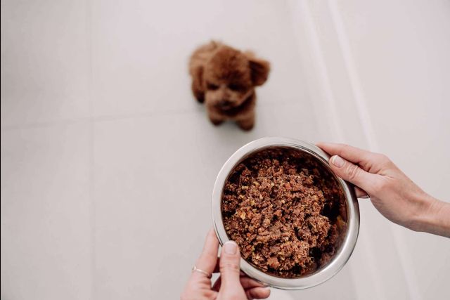 Las diferencias entre la dieta BARF vs comida natural para perros cocinada, por Dogfy Diet - 1, Foto 1