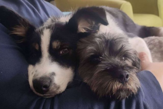 Asociación Española de Perros de Apoyo, ¿Qué hay que tener en cuenta a la hora de adoptar a un perro? - 1, Foto 1