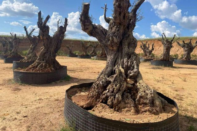 Venta de olivos a toda España, de la mano de Olivos Extremadura - 1, Foto 1