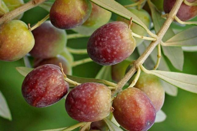 ¿Dónde se puede comprar un buen aceite de oliva virgen extra de calidad? - 1, Foto 1