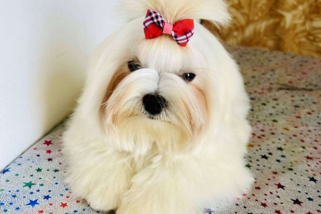 ¿Dónde encontrar un criadero de perros pequeños que destaque por su amor por los animales? Los Luceros de Vandalia - 1, Foto 1