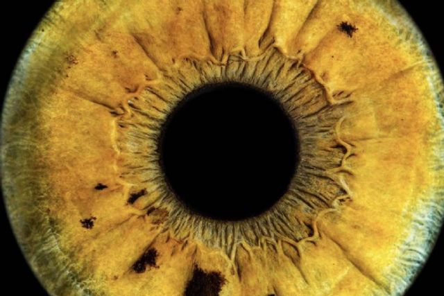 Eyecos, nueva técnica fotográfica de alta definición del iris - 1, Foto 1