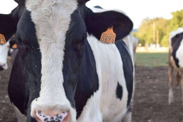 Aumenta el temor ante la escasez de leche - 1, Foto 1