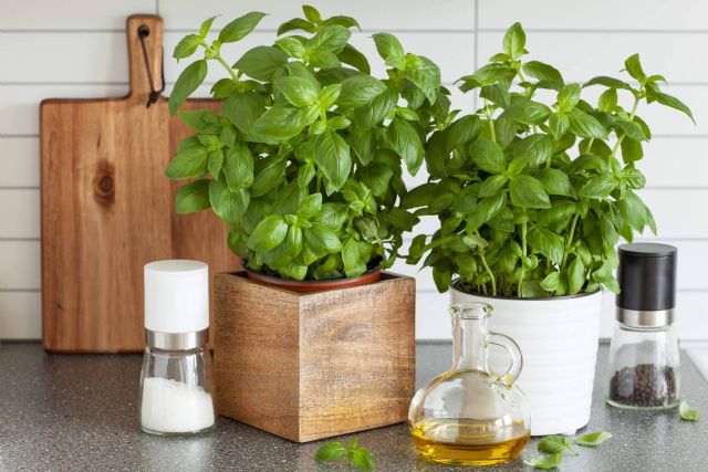 My Kitchen and Me explica cómo cultivar hierbas aromáticas en casa - 1, Foto 1