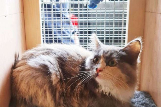 BaggagePets ofrece trucos para acostumbrar una mascota al trasportín - 1, Foto 1