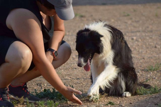 Conocer las diferencias entre un perro de compañía, de apoyo emocional y de asistencia, por la Asociación Española de Perros de Apoyo - 1, Foto 1