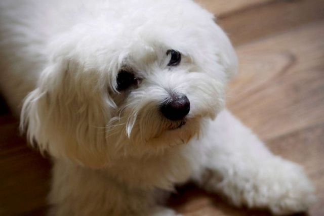 El proyecto especializado en encontrar criadores caninos fiables de perros de raza pequeña, Maltés Lovers - 1, Foto 1
